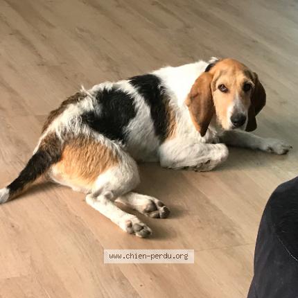 Foto 1/1 Slow Perro perdido en Saint etienne