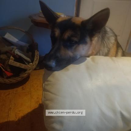 Foto 1/1 Nasan Chien perdido en Derval