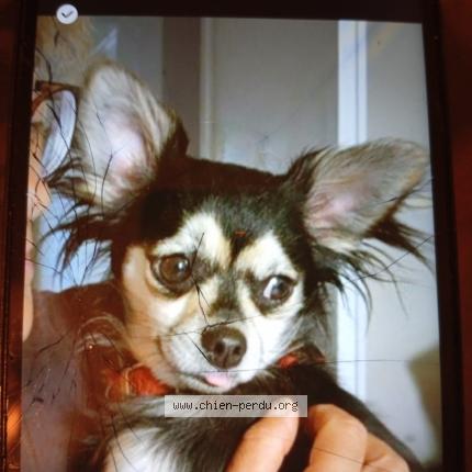 Foto 1/1 Taylia Perro perdido en Prahecq