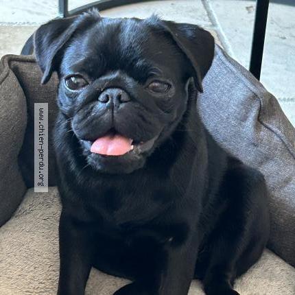 Foto 1/1 Umbelle Chien perdido en Chateauneuf le rouge