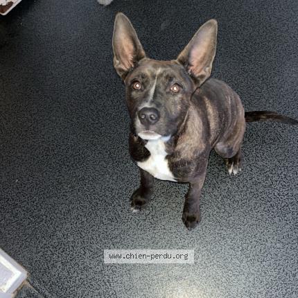 Foto 1/1 Nyah Perro perdido en Lyon