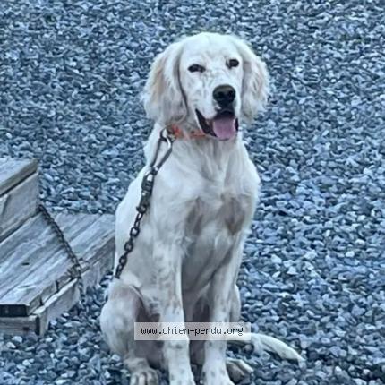 Foto 1/1 Perro encontrado Perdido en Narrosse