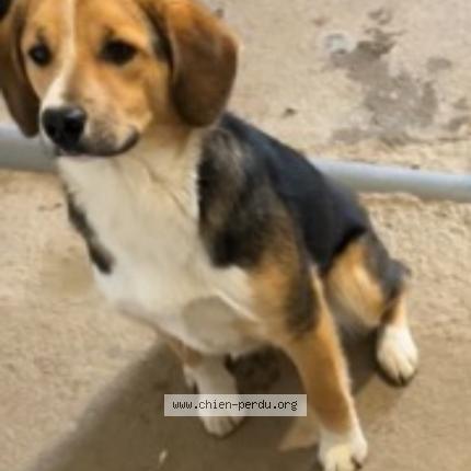 Foto 1/2 UBERT Chien perdido en Pannece