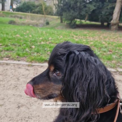 Foto de perro encontrado en Vern Sur Seiche