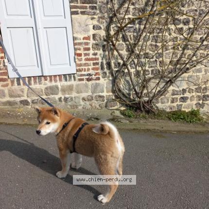 Foto 1/1 Yuki Perro perdido en Rouen