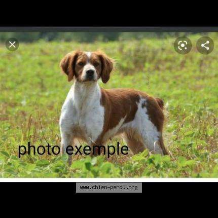 Foto 1/1 Loulou Perro perdido en Thelis la combes