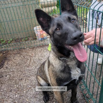 Foto 1/1 Perro encontrado Encontrado en Sollies pont