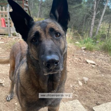 Foto 1/1 Klasseuk Chien perdido en Meyrargues