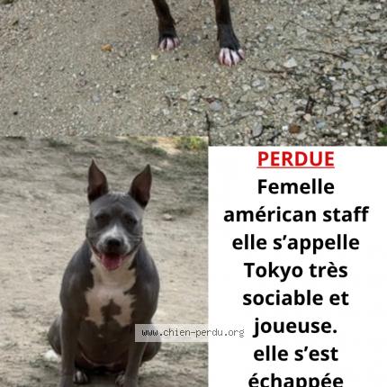 Foto 1/1 Tokyo Perro perdido en Piolenc