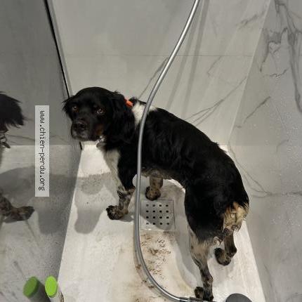 Foto 1/1 Rambo Perro perdido en Hyeres