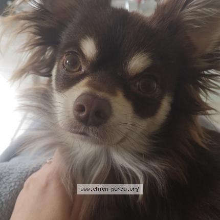 Foto 1/1 Choco Perro perdido en Cavaillon