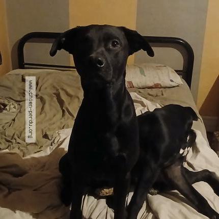 Foto 1/1 Taz Chien perdido en Val au perche