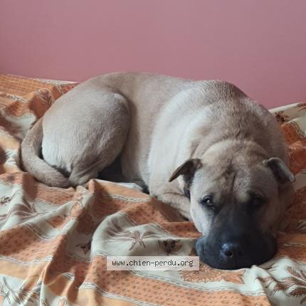 Foto 1/1 Ita Perro perdido en Le boulou