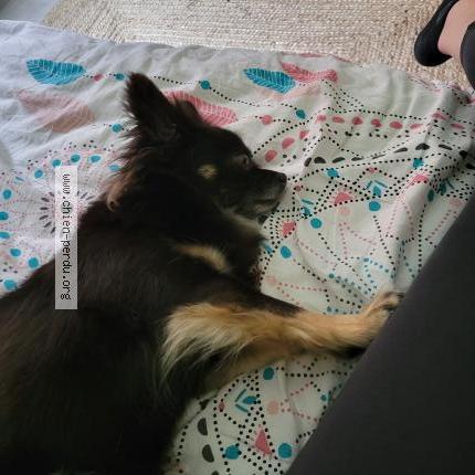 Foto 1/1 Perro encontrado Perdido en Auzat la combelle