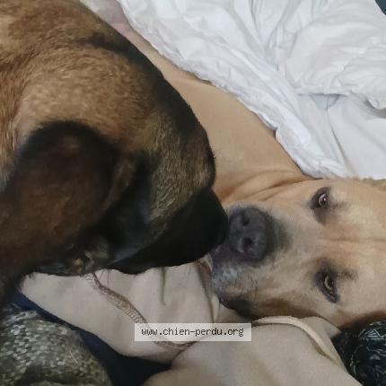 Foto 1/1 Sonny Perro perdido en Roche