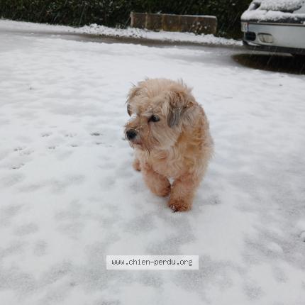 Foto 1/1 Lilou Perro perdido en Mouzillon