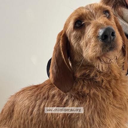 Foto 1/1 Perro encontrado Encontrado en Montmelard