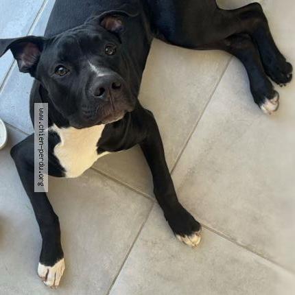 Foto 1/1 Smith Perro perdido en Theix noyalo