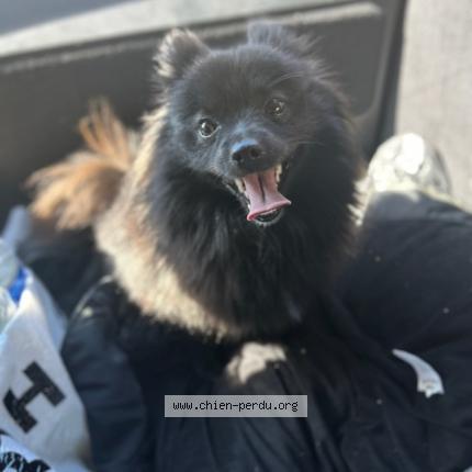 Foto 1/1 Lila Perro perdido en Longtemps pont sur orge