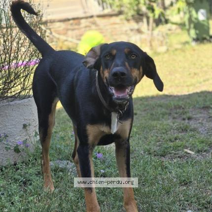 Foto 1/1 Sherlock Chien perdido en Taussac la billiere