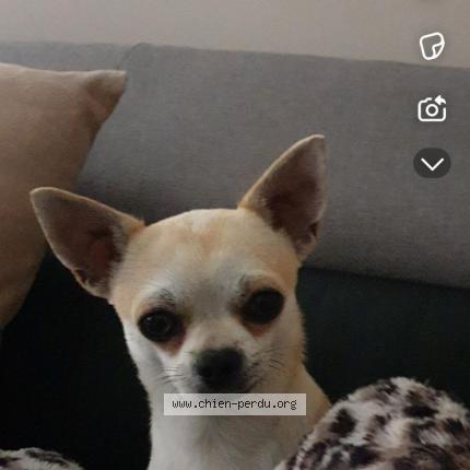 Foto 1/1 Nouky Perro perdido en Marseille