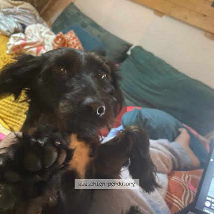 Foto 1/1 Rebelle Perro perdido en Sarrians