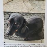 Foto de perro perdido en Johannesburg