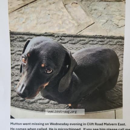 Foto 1/1 Mutton Chien perdido en Johannesburg