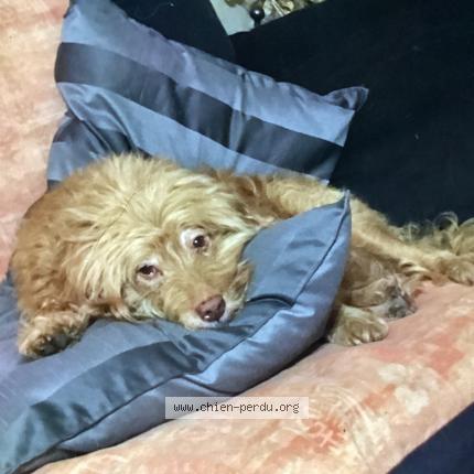 Foto 1/1 Dundee Chien perdido en Monflanquin