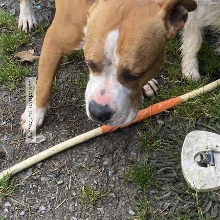 Foto 1/1 Perro encontrado Encontrado en Lourdoueix st michel