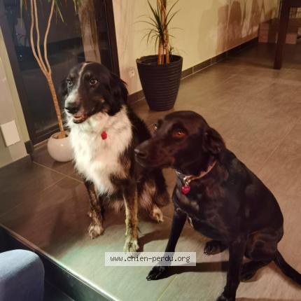 Foto 1/1 Wanila Chien perdido en Feins