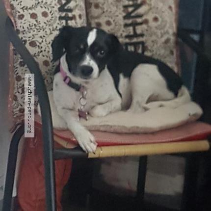 Foto 1/1 Poiret Rubis Perro perdido en Bessenay