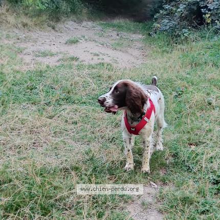 Foto 1/2 Phoebe Chien perdido en Mirefleurs