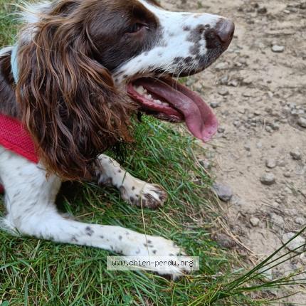 Foto 2/2 Phoebe Chien perdido en Mirefleurs