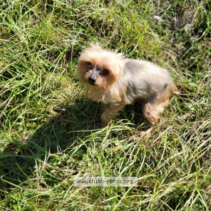 Foto 1/1 Fanny Chien perdido en Tourville la riviere