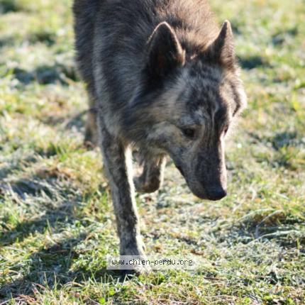Foto 1/1 Juan Perro perdido en Perassay