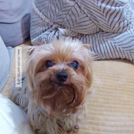 Foto 1/1 Guismo Chien perdido en Sotteville les rouen