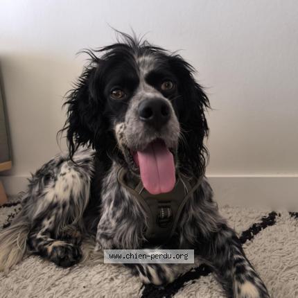 Foto 1/1 Barbouille Perro perdido en Toulouse