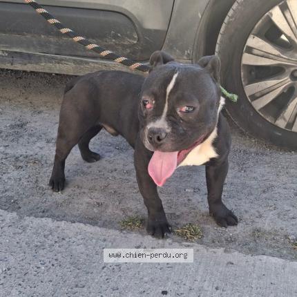 Foto 1/1 Perro encontrado Encontrado en Roubaix