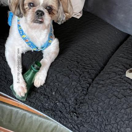 Foto 1/1 Perro encontrado Encontrado en Marmande