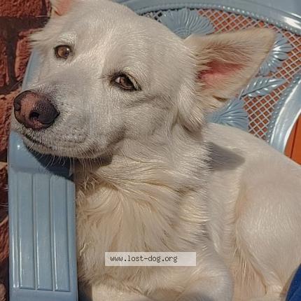 Foto 1/1 Cuddle Chien perdido en Lahore