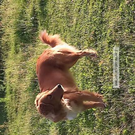 Foto 1/1 Ricard Chien perdido en Cercoux