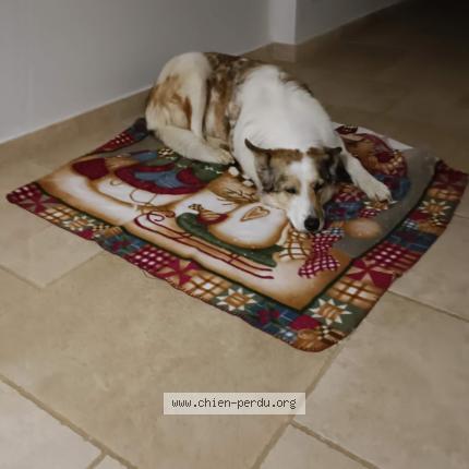 Foto 1/1 oly Chien perdido en Fabas