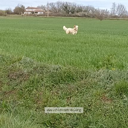 Foto 1/1 Kiki Perro perdido en Bezues bajon