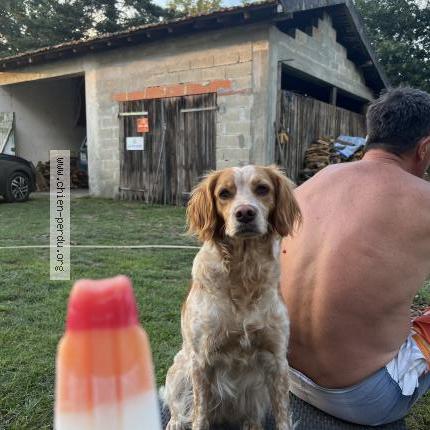 Foto 1/1 Sologne Perro perdido en Onesse et laharie