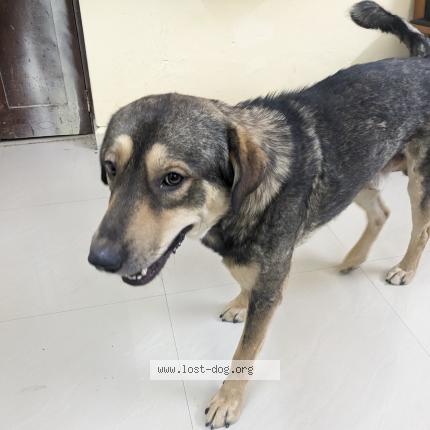 Foto 1/1 Sheru Chien perdido en Mohali