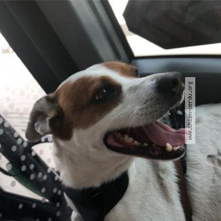 Foto 1/1 Moignon Perro perdido en Marseille