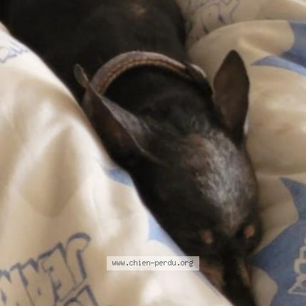 Foto 1/1 Dominette Chien perdido en Laragne