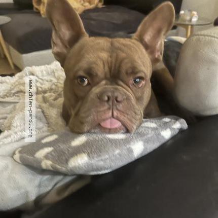 Foto 1/1 Virus Perro perdido en Bram