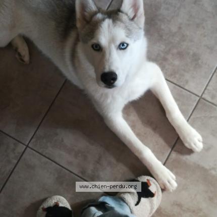 Foto 1/1 Valy Perro perdido en Perpignan